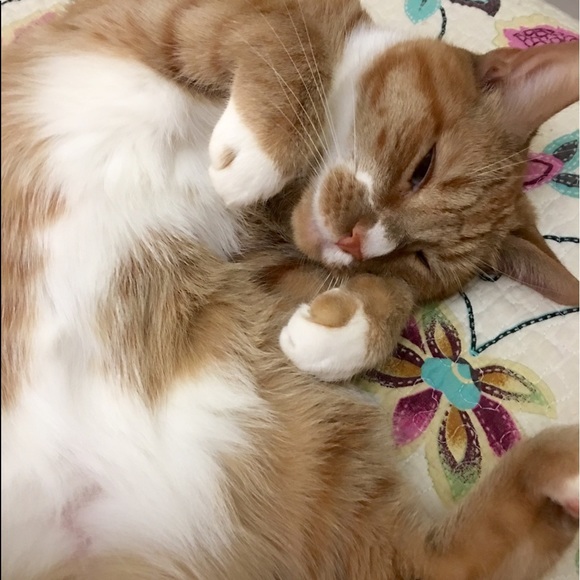 POSH AMBASSADOR ✨5 Star ⭐️ Top Rated Seller✨ - Picture 16 of 17